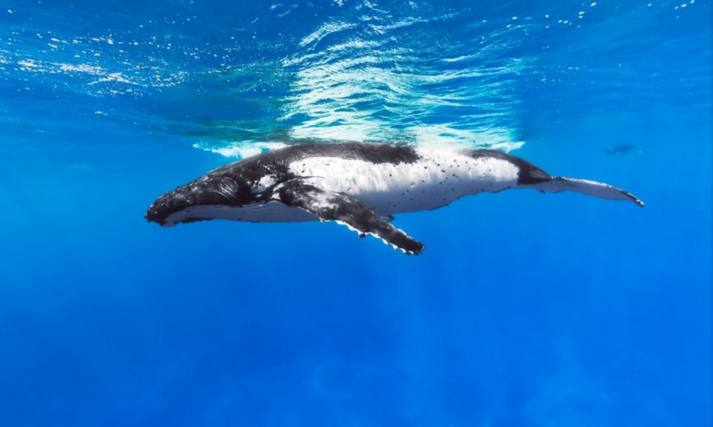 this-humpback-whale-was-spotted-at-the-d