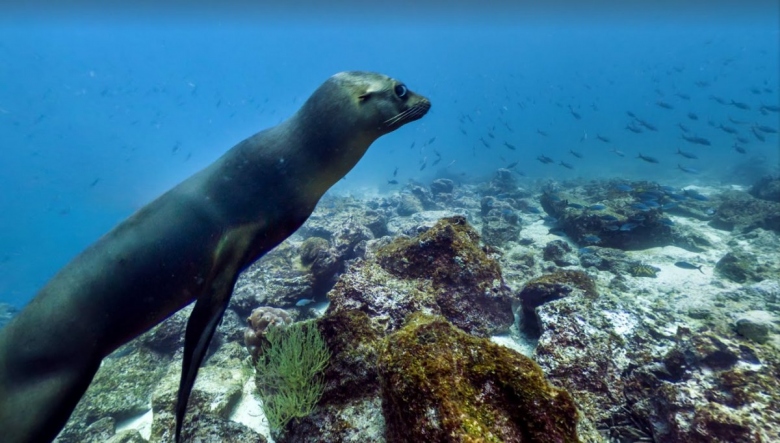 this-little-chap-was-spotted-swimming-al