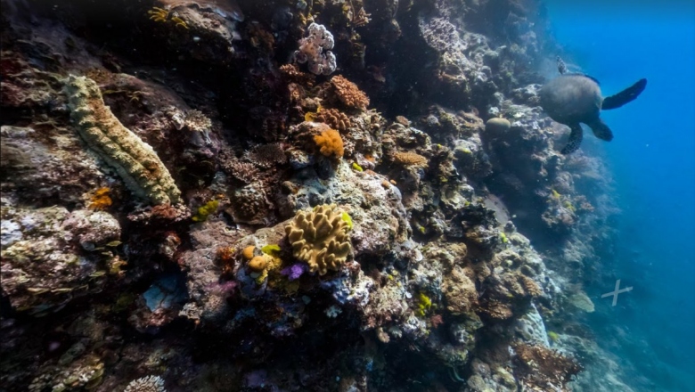 the-colorful-tydeman-reef-is-part-of-the