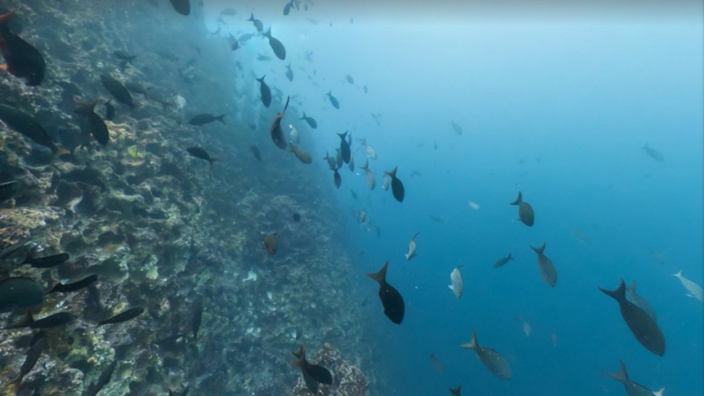 these-steep-underwater-sea-mountains-kno