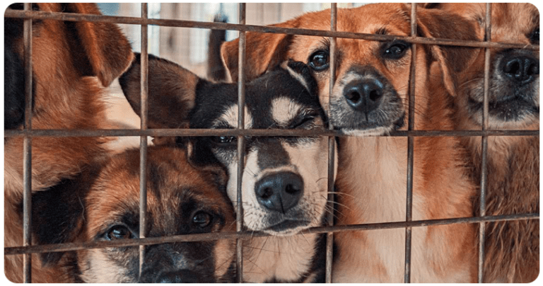 An adoption story: "We only went to look.".