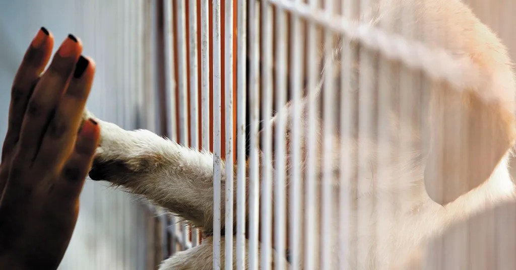 Animal Shelter Shares Heartbreaking Note Left with Abandoned Dog: "My Mom Can't Keep Me".