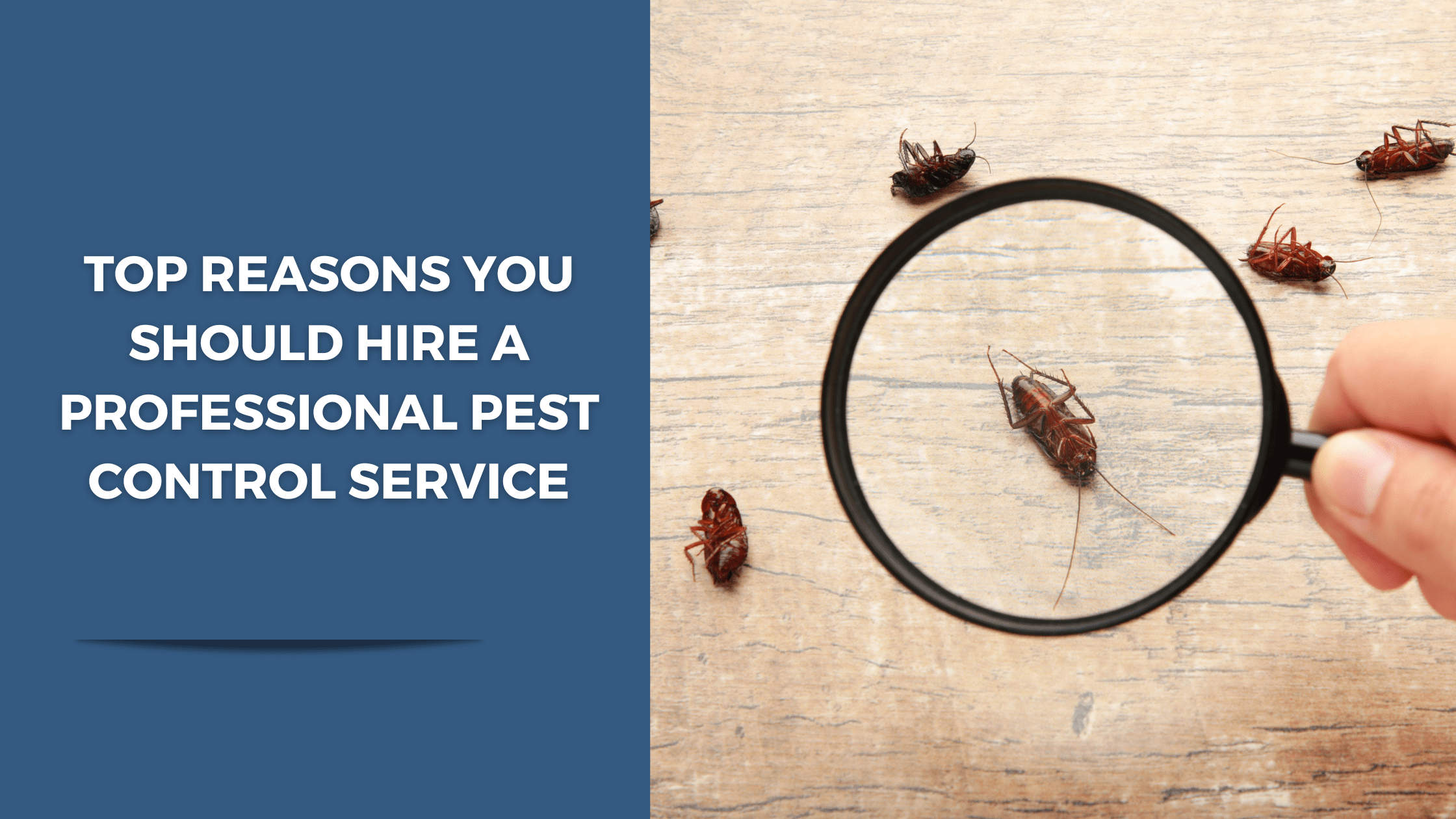 pest control service