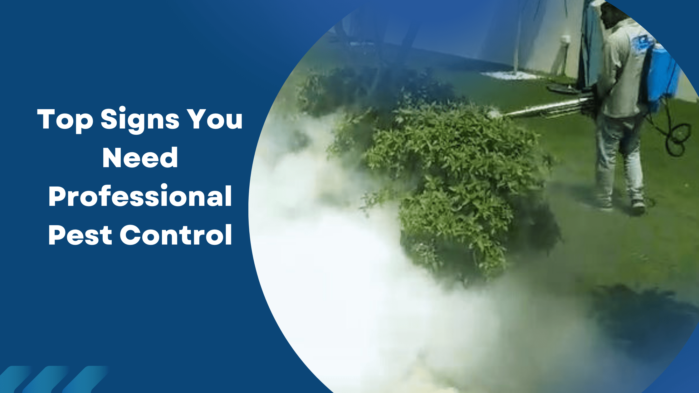 Professional Pest Control