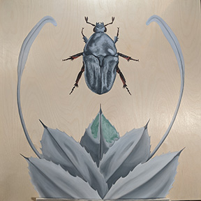 capensisE_grey
