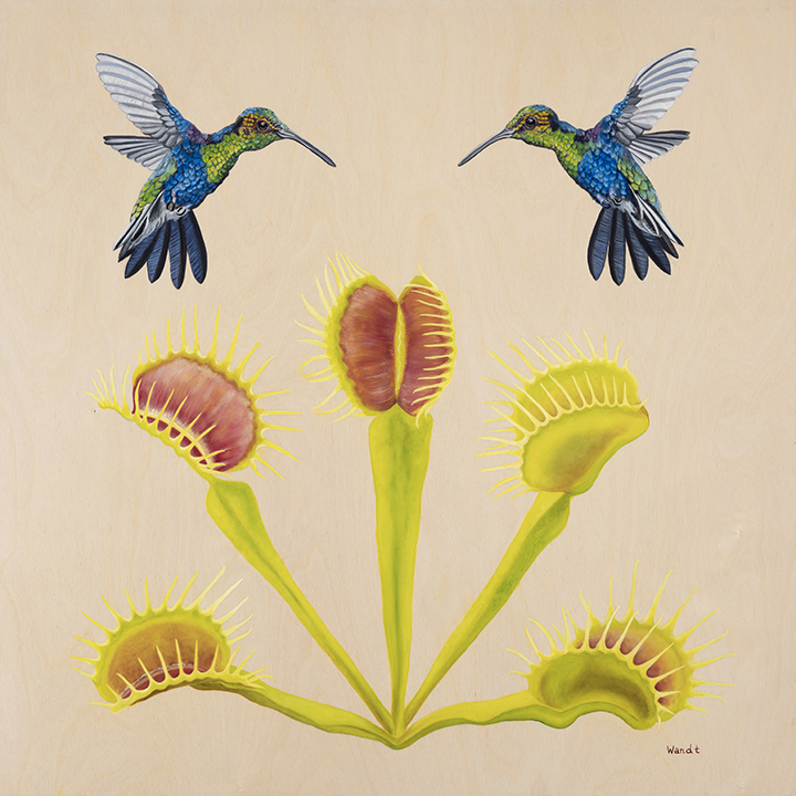 Dionaea_Web