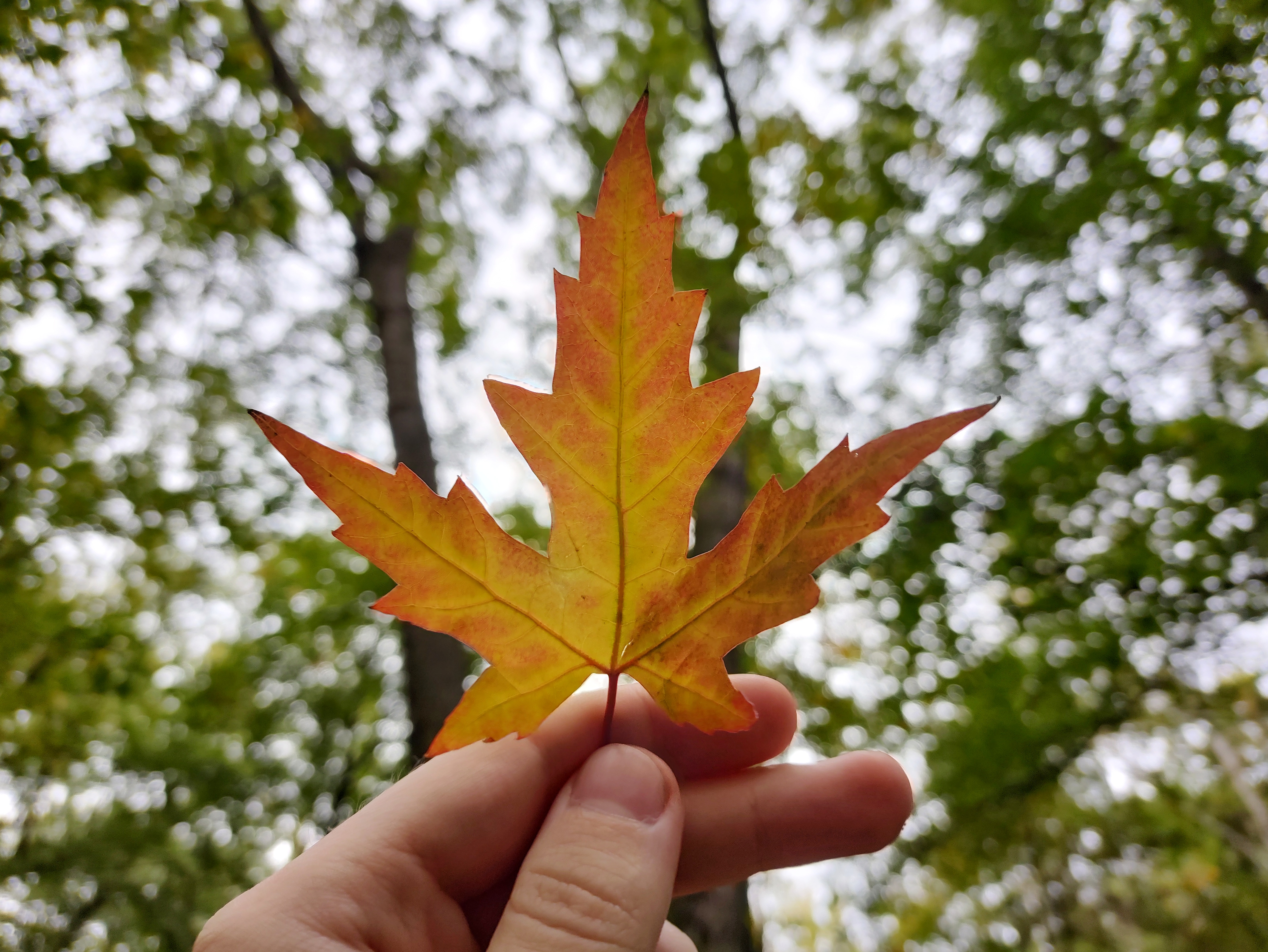 14. Slodko Technosenior