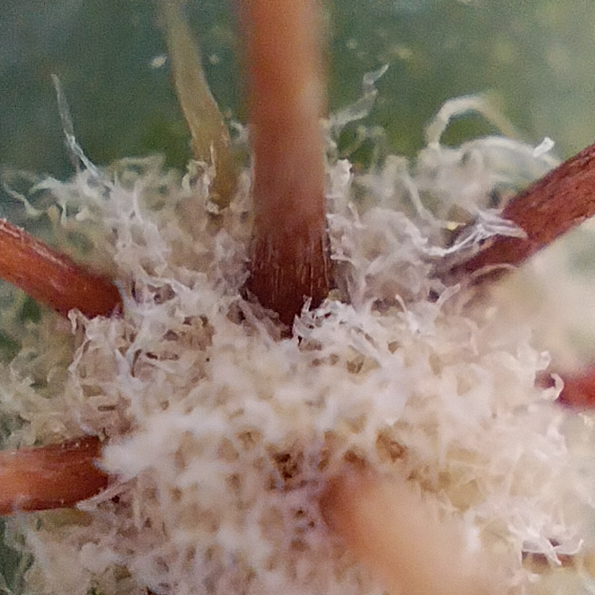 Oppo Reno 7 - Microskop (3)