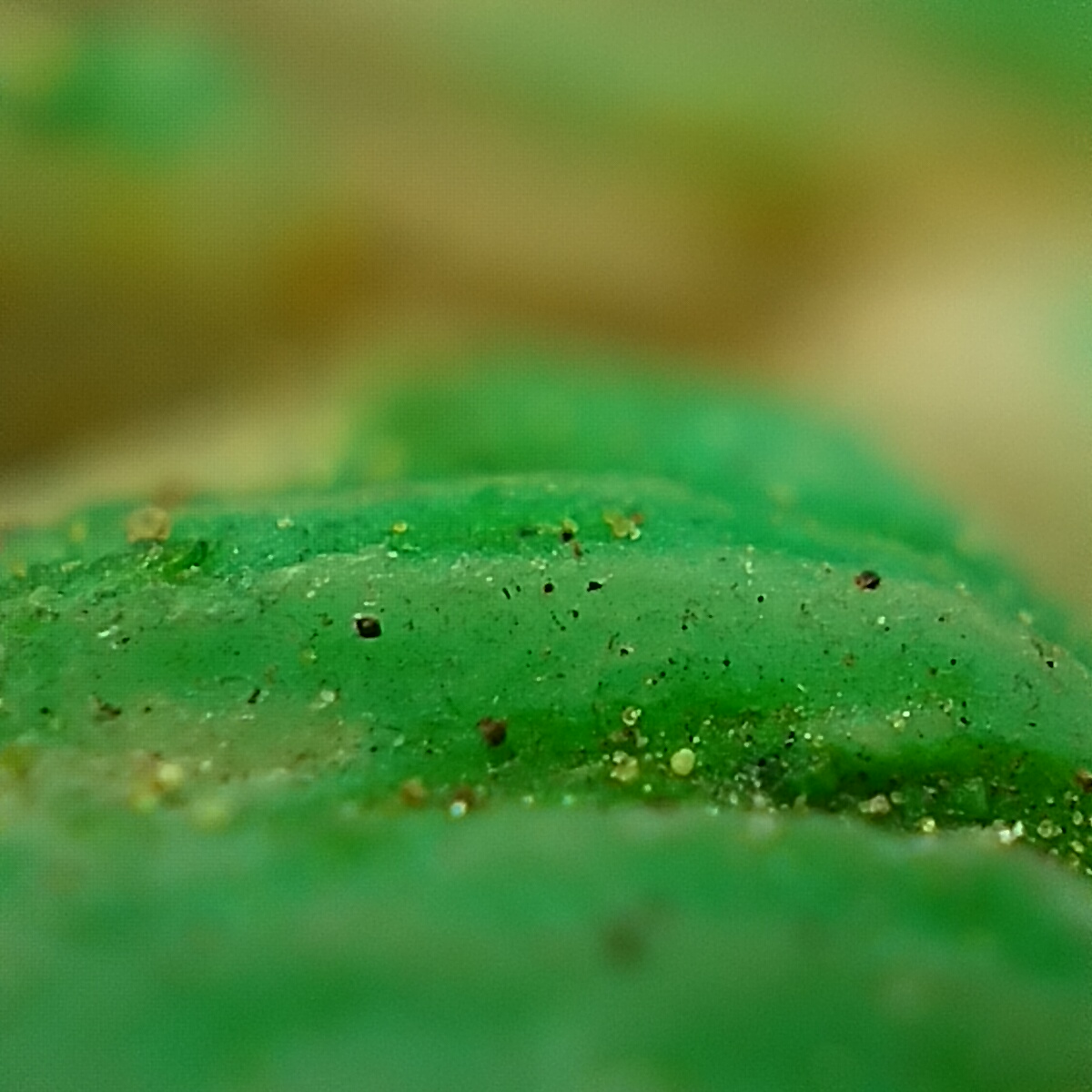 Oppo Reno 7 - Microskop (4)