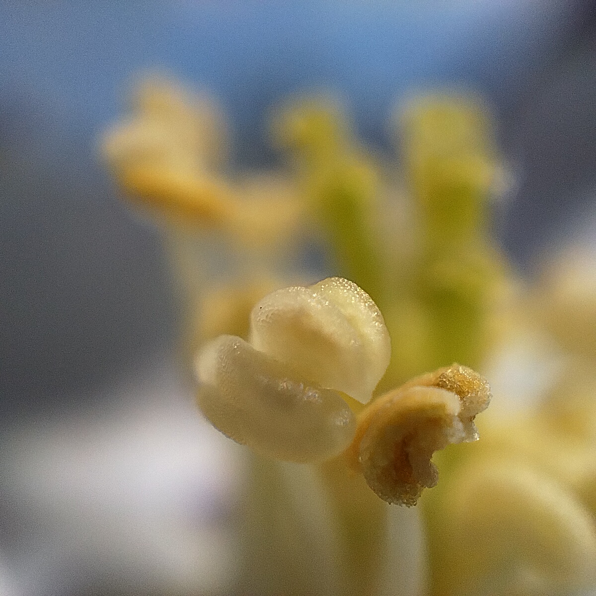 Oppo Reno 7 - Microskop (5)