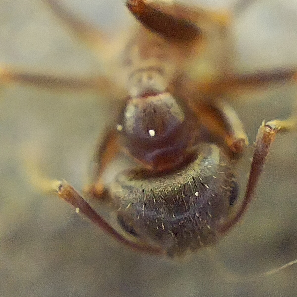 Oppo Reno 7 - Microskop (7)