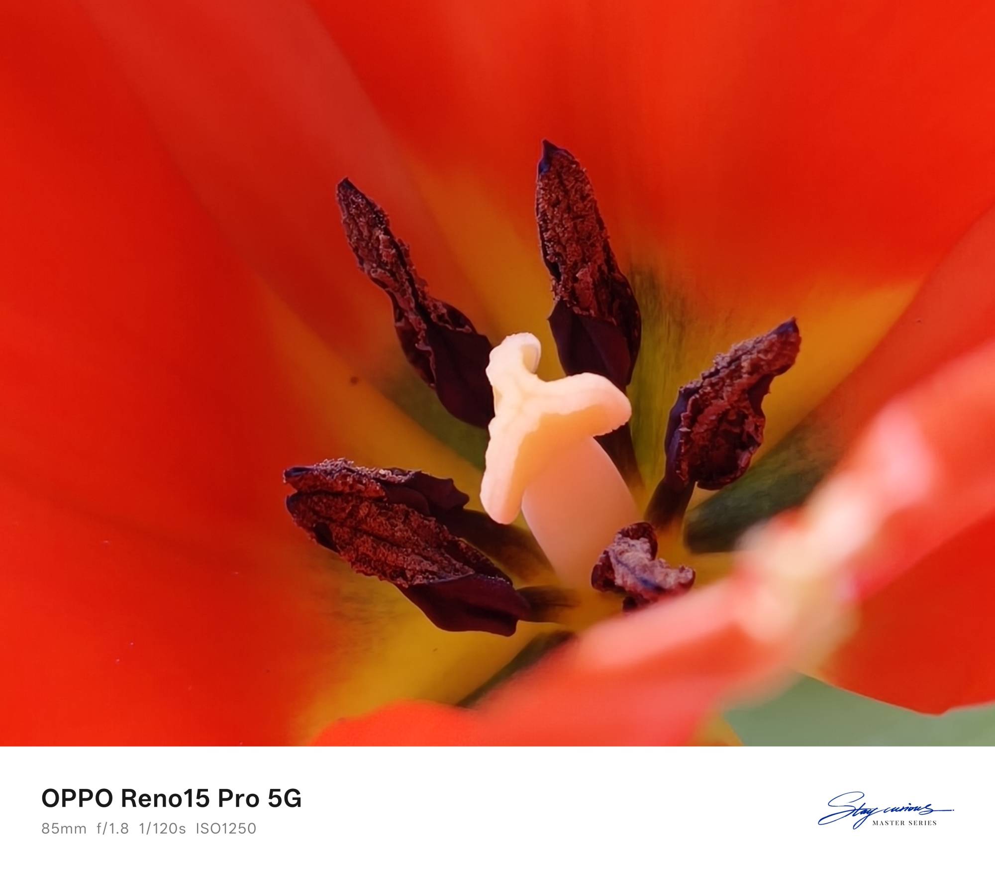 Oppo Reno 15 Pro - 137