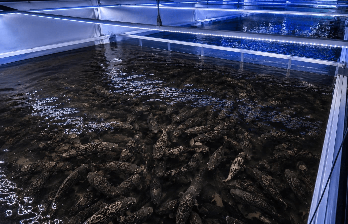 Oceanloop takes aquaculture towards industrial scale