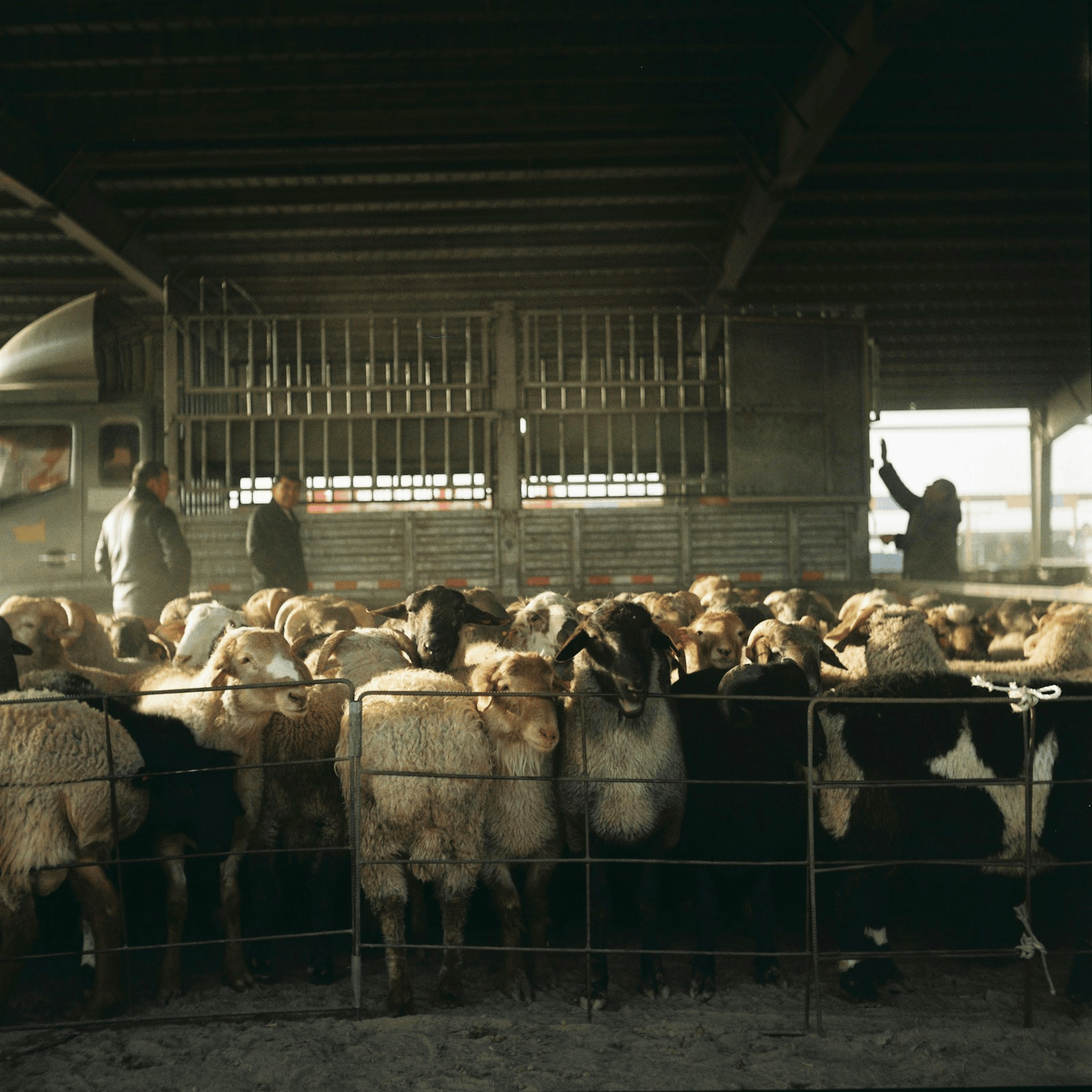 Private 5G reaches Sussex livestock monitoring