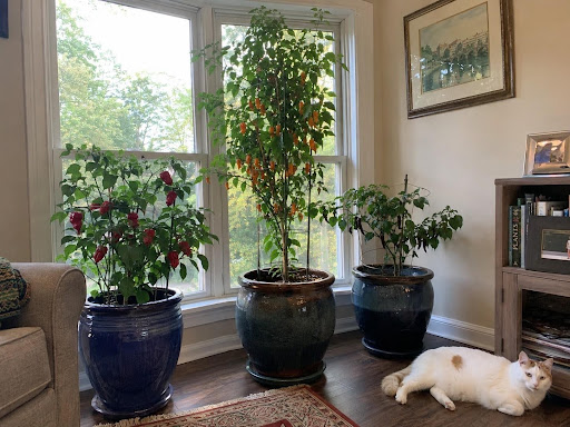 What Size Pot Does a Pepper Plant Need?