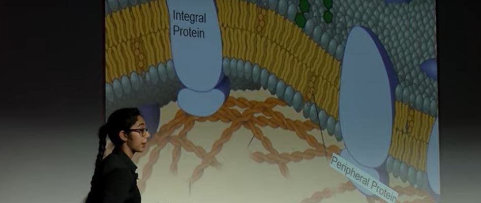 STEM: Interested in Biomedical Engineering? Watch this TEDxYouth Talk.