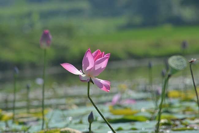 ময়মনসিংহের ফুলবাড়িয়ার বড়বিলা পদ্মবিল ও এর সম্ভাবনা