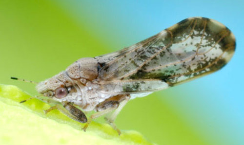 Diaphorina citri Adulto