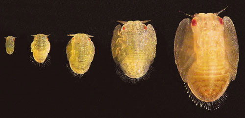 Ninfas de Diaphorina citri