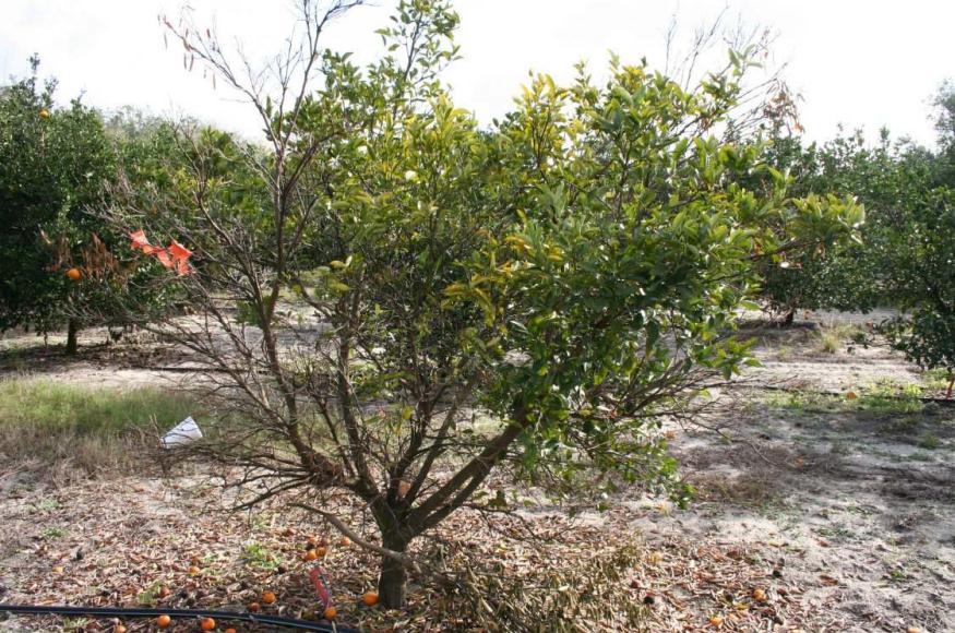 arbol de Citrus afectado por HLB