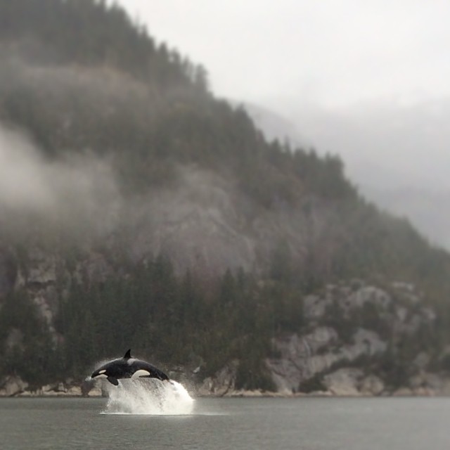 orca
