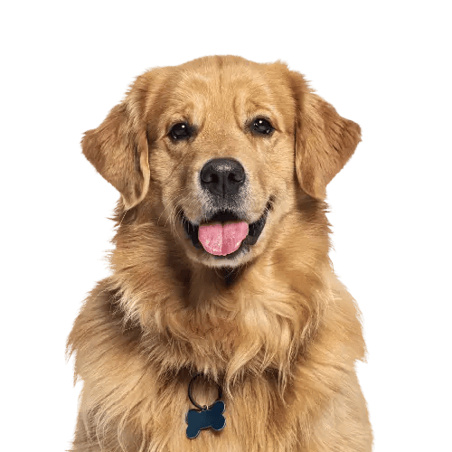Grote honden
