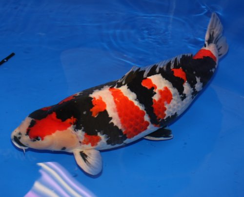 Ikan Koi Tedi Rustendi