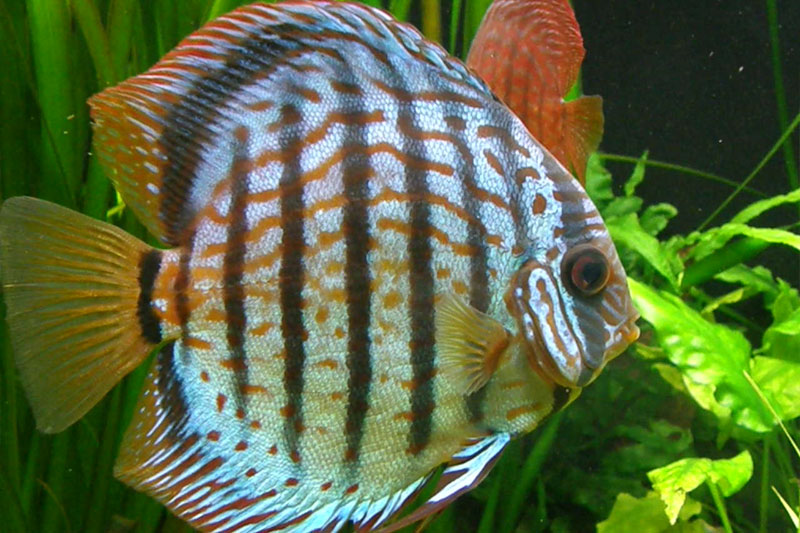 Ikan Discus Tedi Rustendi