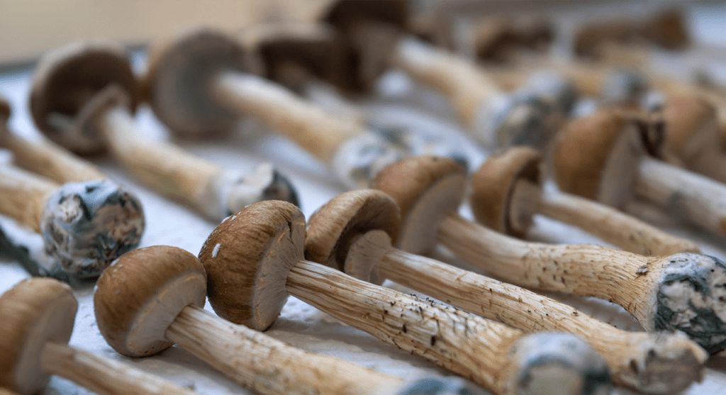 How Long Does Magic Mushrooms Stay In Your System