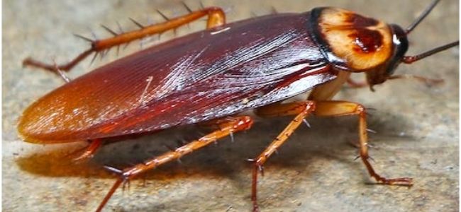 Cockroach Problem Weasyl - Landscape Wallpaper Collection - 4K Quality