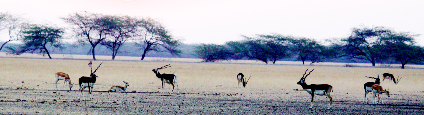 Travel Theoretical Ecology And Evolution Laboratory