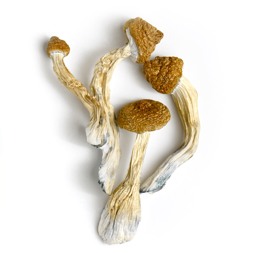 Buy Blue Meanie Mushrooms – Potent Psilocybin Strain