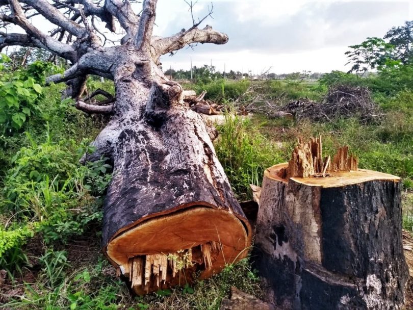 Povo Tremembé de Engenho denuncia invasão de seu território no Maranhão