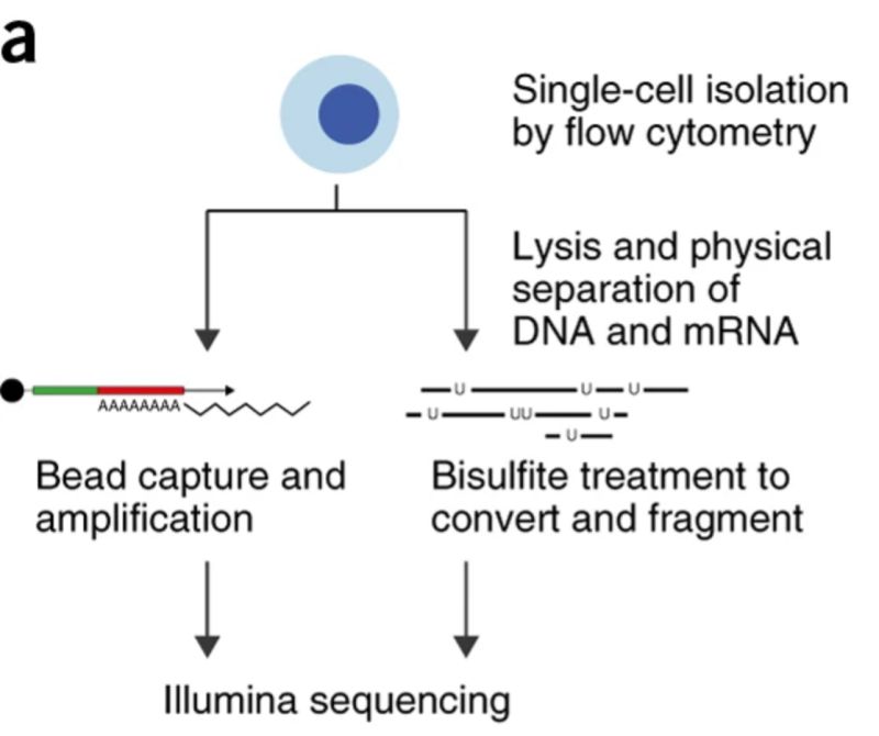 Releases Teichlab Scg Lib Structs Github - Stunning 8K Gradient Patterns | Free Download