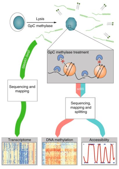 Scnmt Seq - Download Elegant Colorful Art | HD