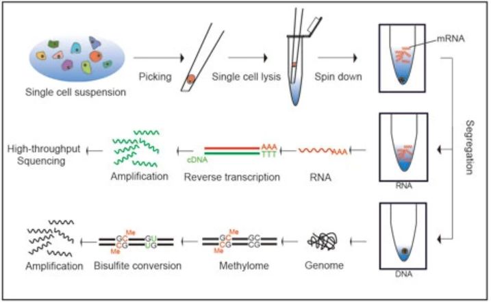 Releases Teichlab Scg Lib Structs Github - Premium Nature Art Gallery - 4K