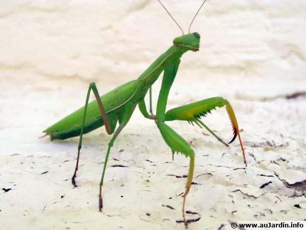 découvrez le fascinant monde de la mante religieuse : ses caractéristiques uniques, son comportement intrigant et son rôle essentiel dans l'écosystème. apprenez tout sur cet insecte surprenant et comment l'observer dans son habitat naturel.