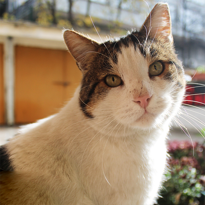 Sehrin Ortasinda Agac Kovugunda Yasayan Tombik Kedi Youtube