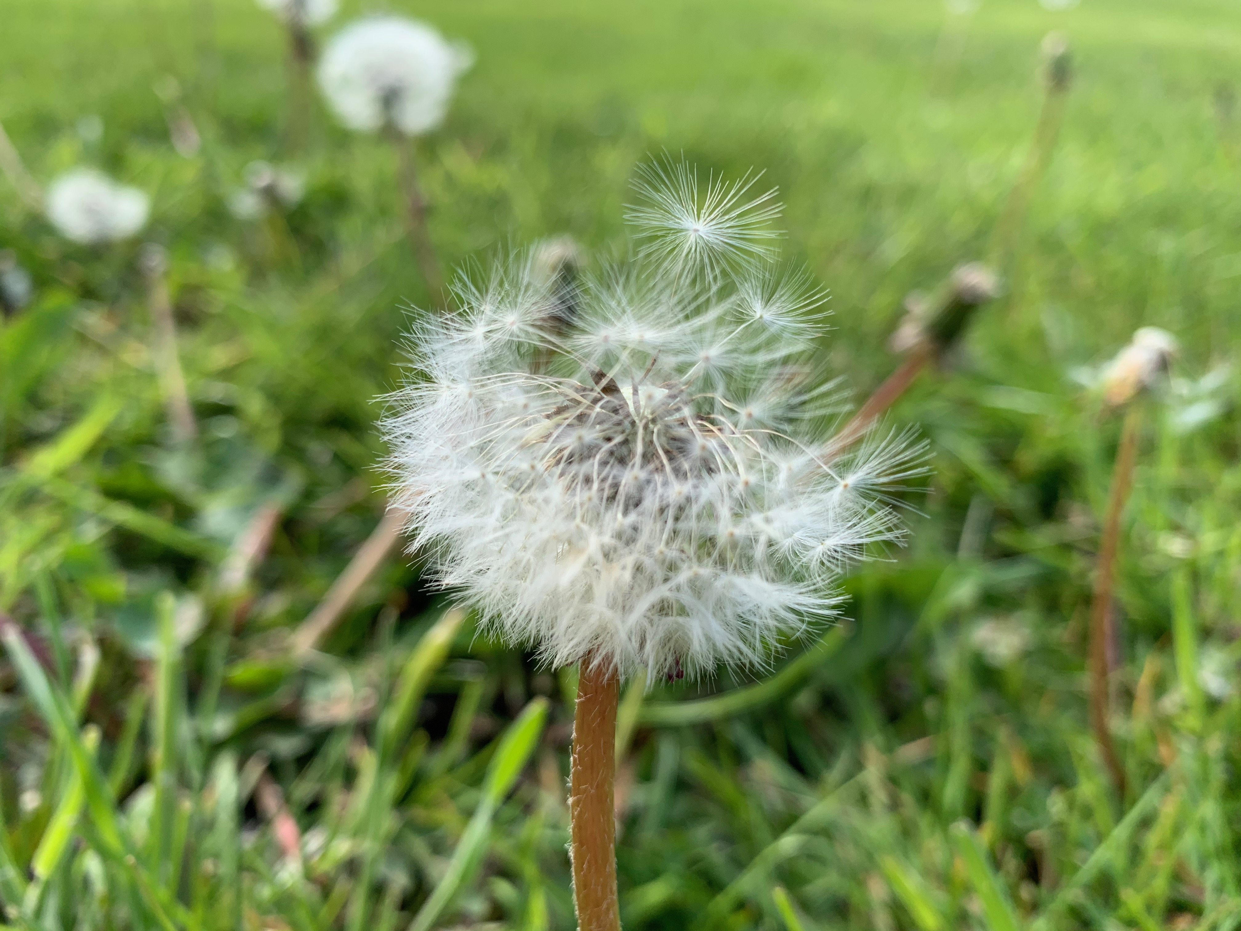 Blogs en paardenbloemen