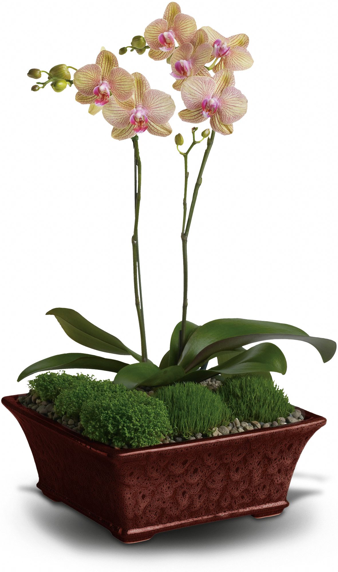 Get valentine's day ideas for your family and loved ones. Opt For Orchids This Valentine S Day Teleflora Blog