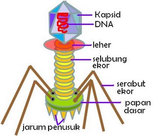 Document outline is not available for this moment. Materi Biologi Kelas X Virus Tellisaqanasafitri
