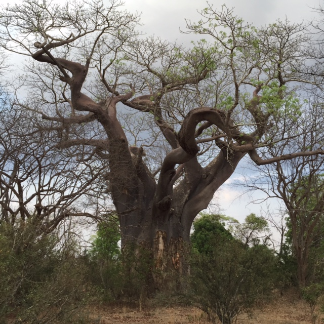 Baobab