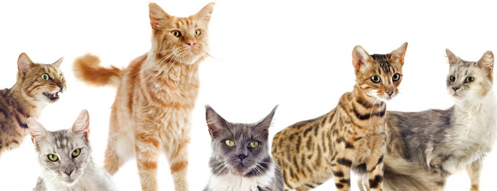 Dierenbox katten