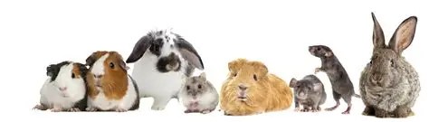 Dierenbox knaagdieren