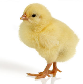 chicks