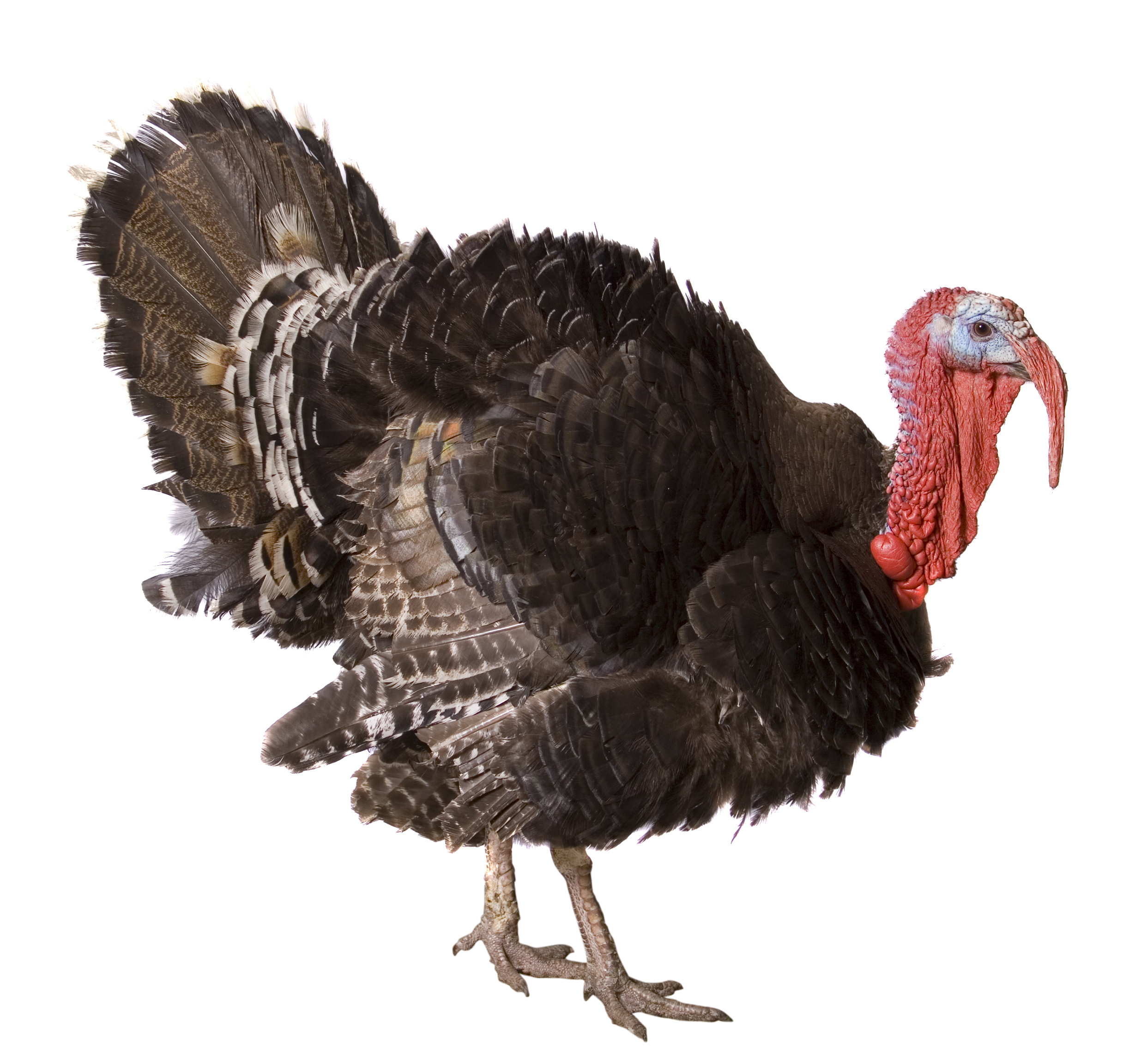 turkey cock isolate on white