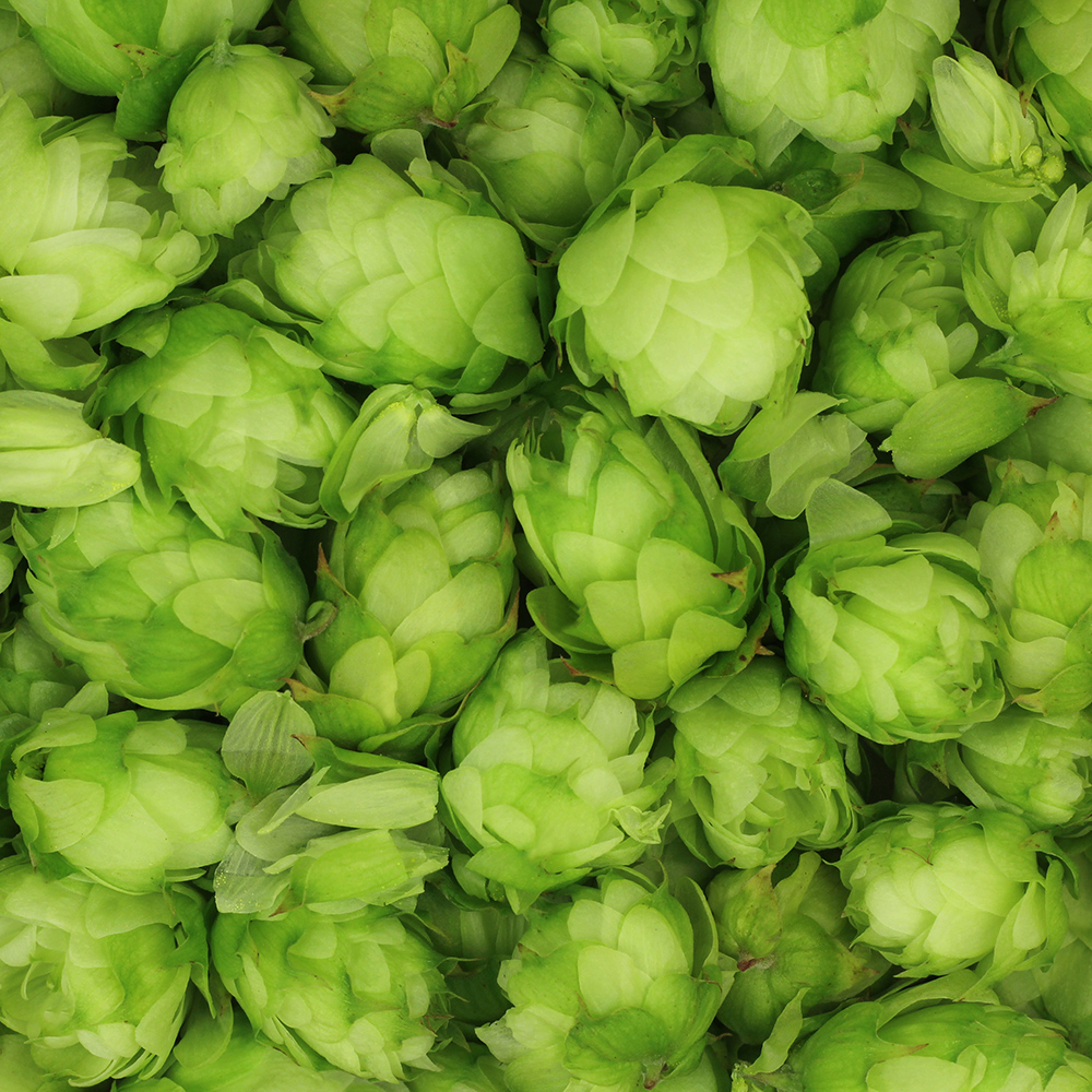 hop cones green abstract background