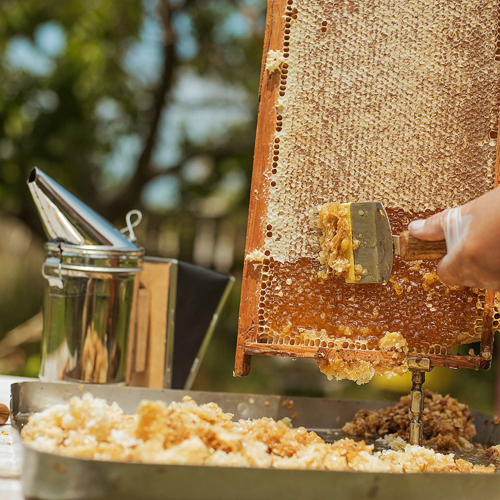 beekeeper collects the honey