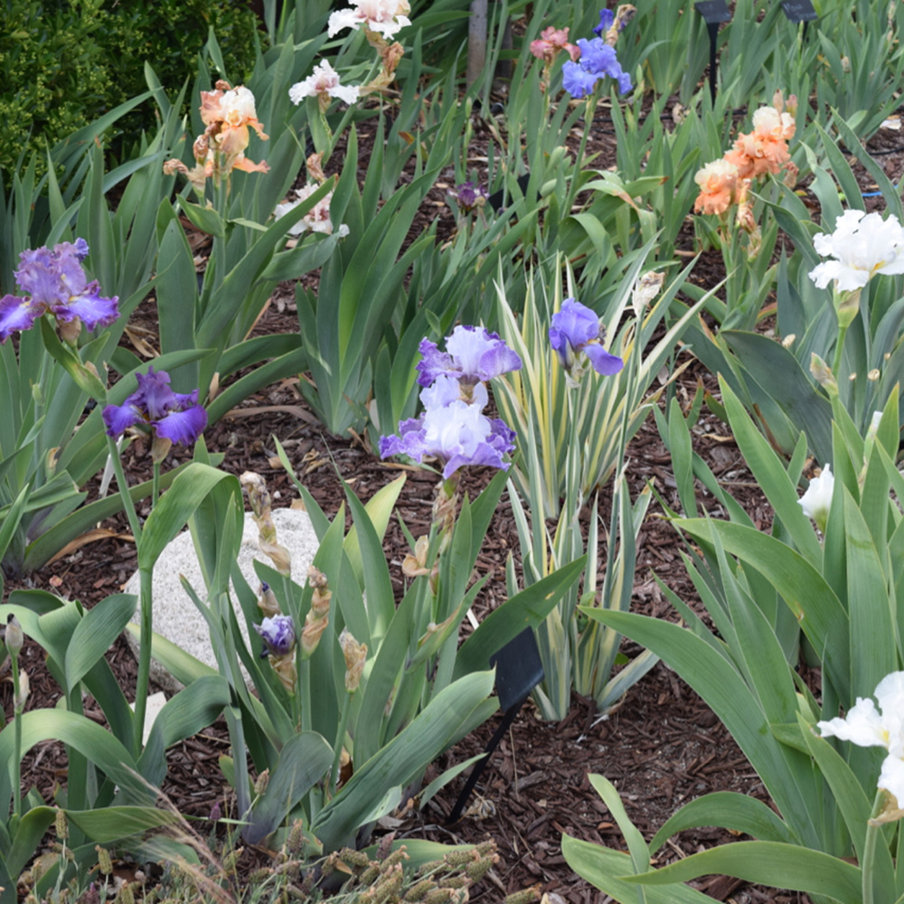 Rainbow of bearded iris