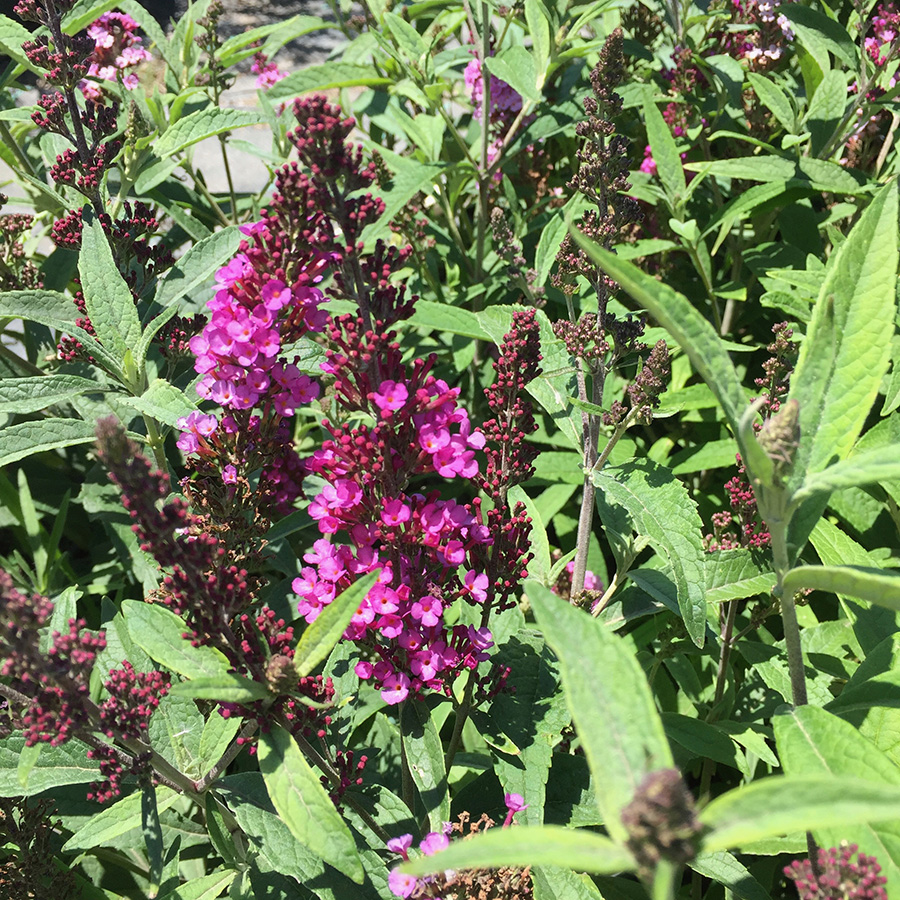 Shot of butterfly bush.